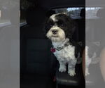 Small #2 Shih Tzu Mix