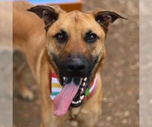 Mutt Dogs for adoption in San Antonio, TX, USA