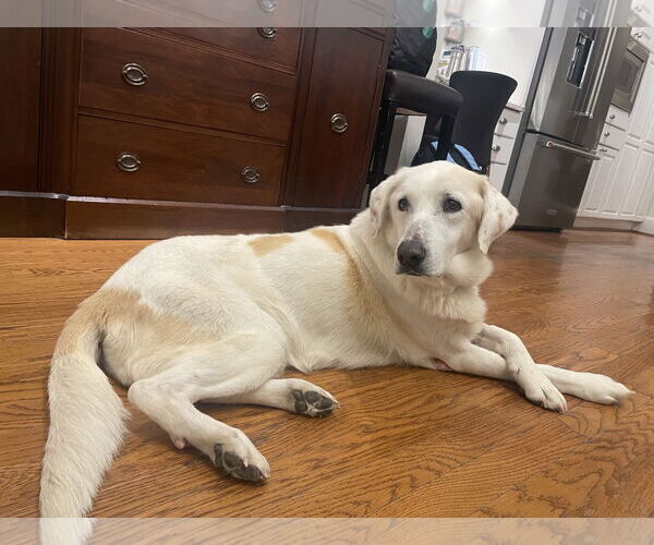 Medium Photo #1 Labrenees Puppy For Sale in Houston, TX, USA