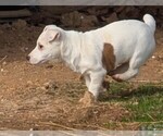 Small Photo #18 Jack Russell Terrier Puppy For Sale in APPLE GROVE, WV, USA