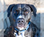 Small Photo #41 American Pit Bull Terrier-American Staffordshire Terrier Mix Puppy For Sale in Brewster, NY, USA