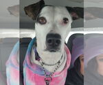 Small #3 Catahoula Leopard Dog-Whippet Mix