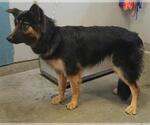 Small German Shepherd Dog