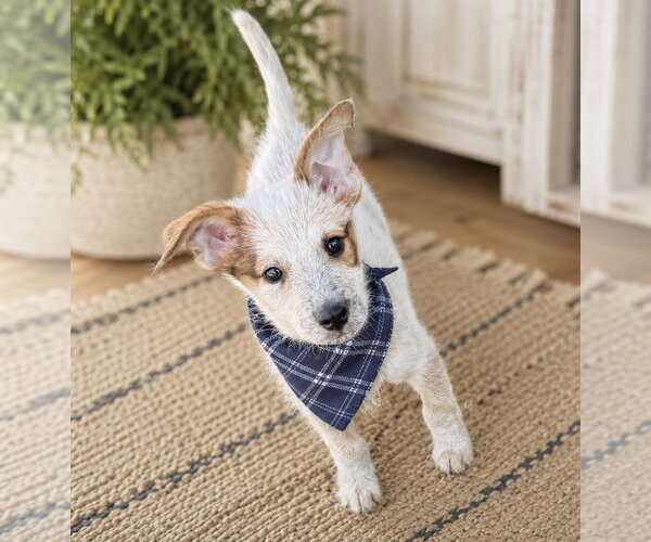 Medium Photo #1 Mutt Puppy For Sale in Phoenix, AZ, USA