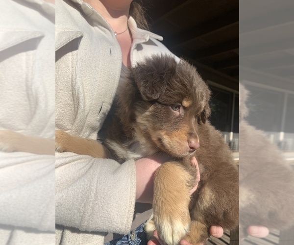 Medium Photo #1 Australian Shepherd Puppy For Sale in CHARLESTON, SC, USA