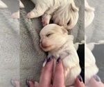 Small #1 Shih Tzu
