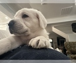 Small Photo #6 Labrador Retriever Puppy For Sale in GREER, SC, USA