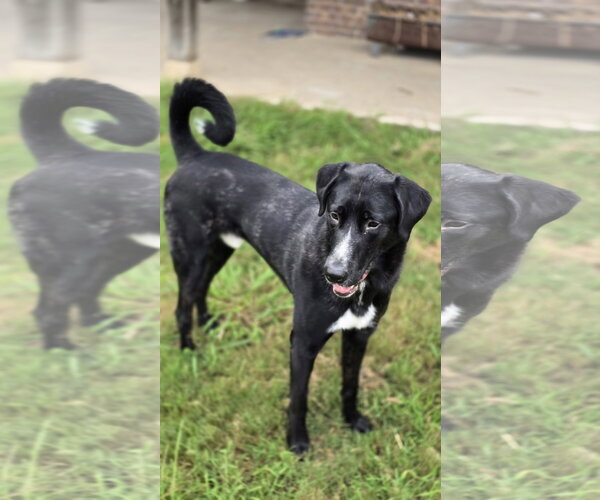 Medium Photo #7 Great Dane-Poodle (Standard) Mix Puppy For Sale in McKinney, TX, USA