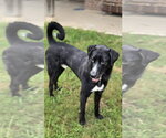 Small #6 Great Dane-Poodle (Standard) Mix