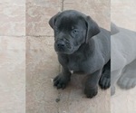 Small Photo #15 Boerboel Puppy For Sale in LAS CRUCES, NM, USA