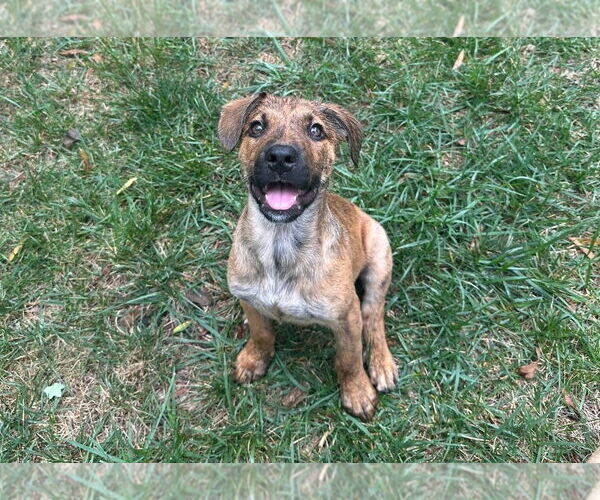 Medium Photo #2 American Pit Bull Terrier-German Shepherd Dog Mix Puppy For Sale in Chester, VA, USA