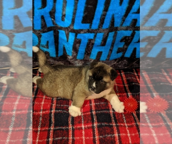 Medium Photo #4 Akita Puppy For Sale in KILLEEN, TX, USA