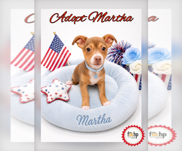 Medium Photo #1 Chihuahua Puppy For Sale in Menifee, CA, USA