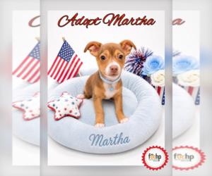 Chihuahua Dogs for adoption in Menifee, CA, USA