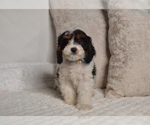 Cavapoo Puppy for Sale in CHRISTIANA, Pennsylvania USA
