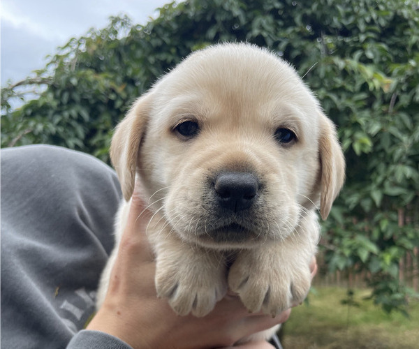 Medium Photo #2 Labrador Retriever Puppy For Sale in CRANBERRY, PA, USA