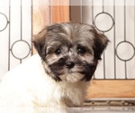 Small #1 Havanese
