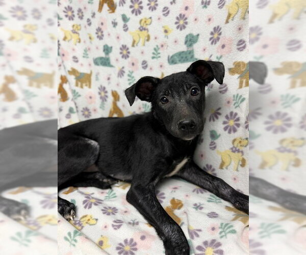 Medium Photo #2 American Pit Bull Terrier Puppy For Sale in Conroe, TX, USA
