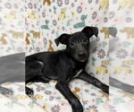 Small Photo #2 American Pit Bull Terrier Puppy For Sale in Conroe, TX, USA