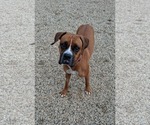 Jenny - ADOPTION INTEREST!! - Female Boxer Dog for Adoption - Small photo