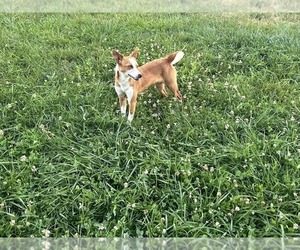 Portuguese Warren Hound Puppy for Sale in BLOOMFIELD, Connecticut USA