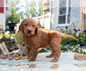 Medium Goldendoodle