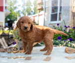 Puppy Tully Goldendoodle