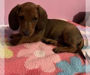 Dachshund Puppy for sale in SAN DIEGO, CA, USA