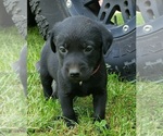 Small #16 Labrador Retriever