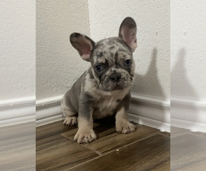 French Bulldog Puppy for sale in WYLIE, TX, USA