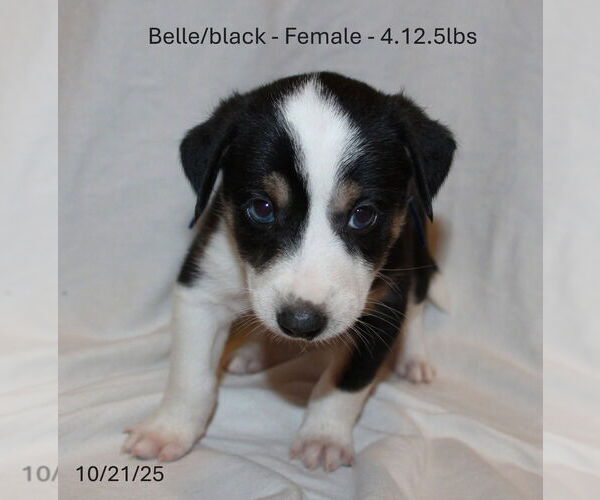Medium Photo #1 Border Collie-Siberian Husky Mix Puppy For Sale in Aurora, IN, USA