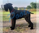 Small Photo #1 Schnauzer (Giant) Puppy For Sale in LAKE CITY, TX, USA