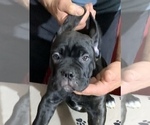 Small Photo #170 Cane Corso Puppy For Sale in COTTAGE GROVE, OR, USA