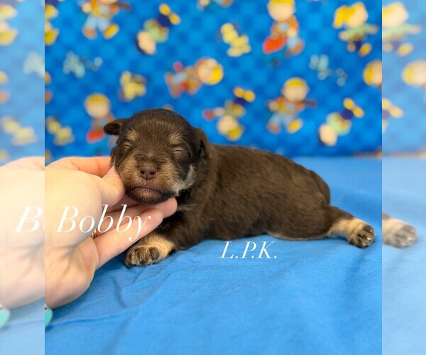 Medium Photo #1 Schnauzer (Miniature) Puppy For Sale in WINNSBORO, LA, USA