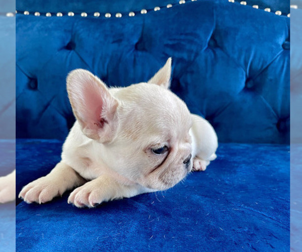 Medium Photo #19 French Bulldog Puppy For Sale in ANDERSONVILLE, TN, USA