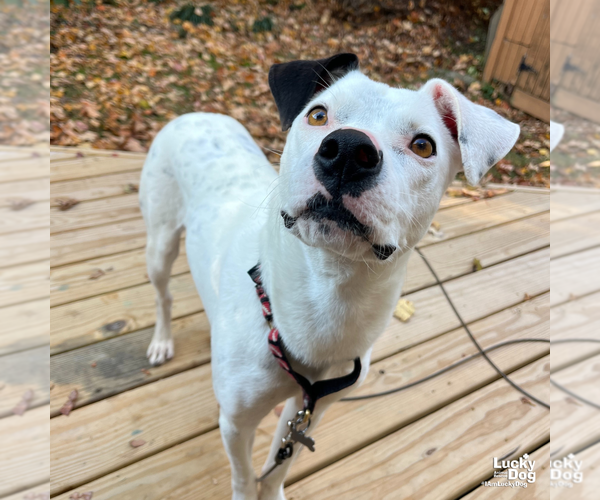 Medium Photo #5 Borador Puppy For Sale in Washington, DC, USA