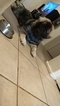 Small Photo #1 Carpathian Sheepdog Puppy For Sale in CHANDLER, AZ, USA