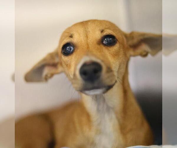 Medium Photo #1 Chihuahua-Unknown Mix Puppy For Sale in San Antonio, TX, USA