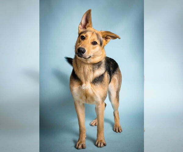 Medium Photo #1 German Shepherd Dog-Unknown Mix Puppy For Sale in Rowlett, TX, USA