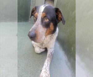 Mutt Dogs for adoption in Downey, CA, USA