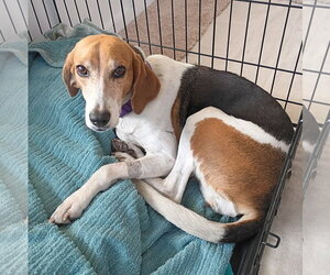 Beagle-Unknown Mix Dogs for adoption in Dunnellon, FL, USA