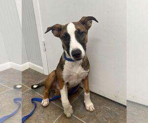 Shepradors Dogs for adoption in Monticello, MS, USA