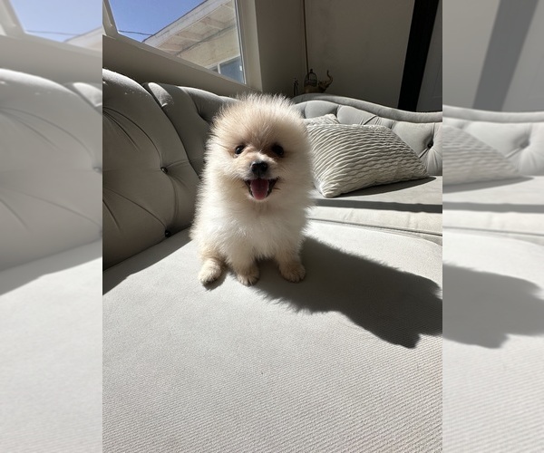 Medium Photo #5 Pomeranian Puppy For Sale in BAKERSFIELD, CA, USA