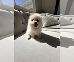 Small #4 Pomeranian