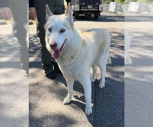 Siberian Husky Dogs for adoption in Placerville, CA, USA