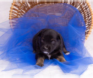 Miniature Australian Shepherd Puppy for sale in CAPE CORAL, FL, USA