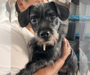 Biggins - Male Chihuahua-Unknown Mix Dog for Adoption - Photo #2
