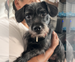 Small Photo #2 Chihuahua-Unknown Mix Puppy For Sale in Bellevue, WA, USA