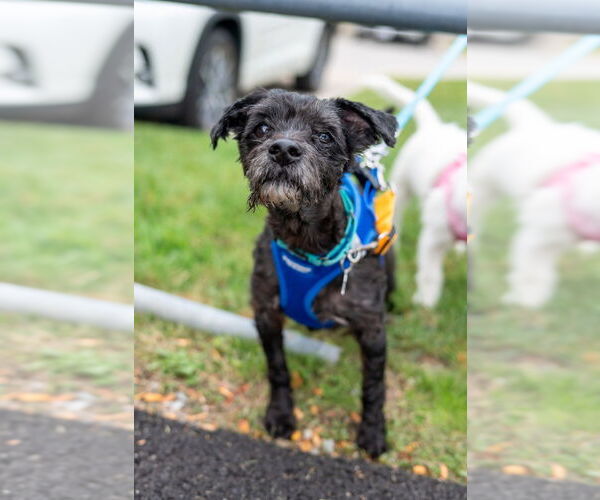 Medium Photo #6 Poodle (Miniature)-Unknown Mix Puppy For Sale in Mundelein, IL, USA