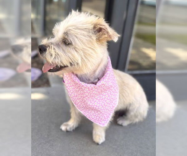 Medium Photo #6 Mutt Puppy For Sale in Corona, CA, USA